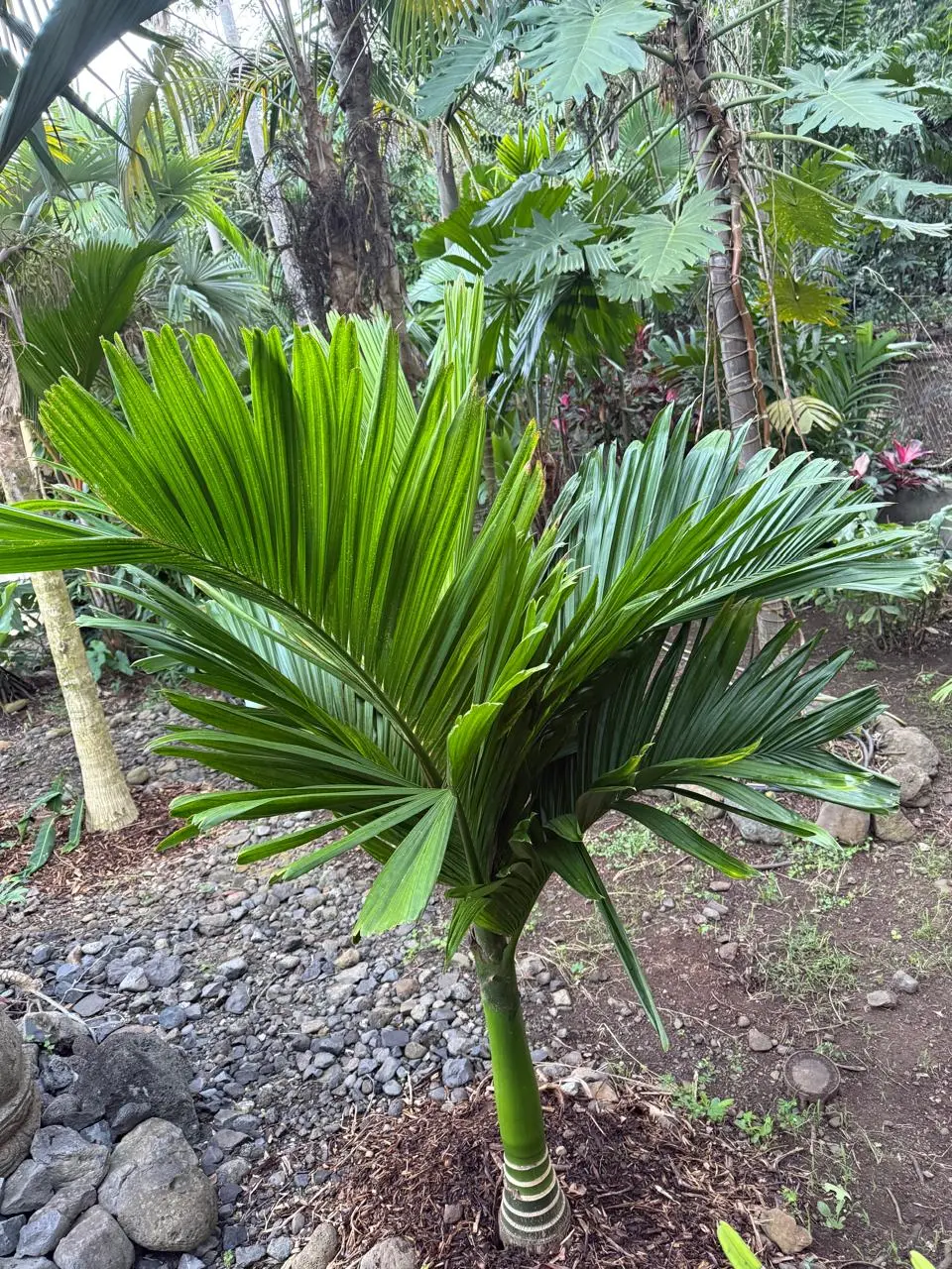 Pépinière de palmiers 974