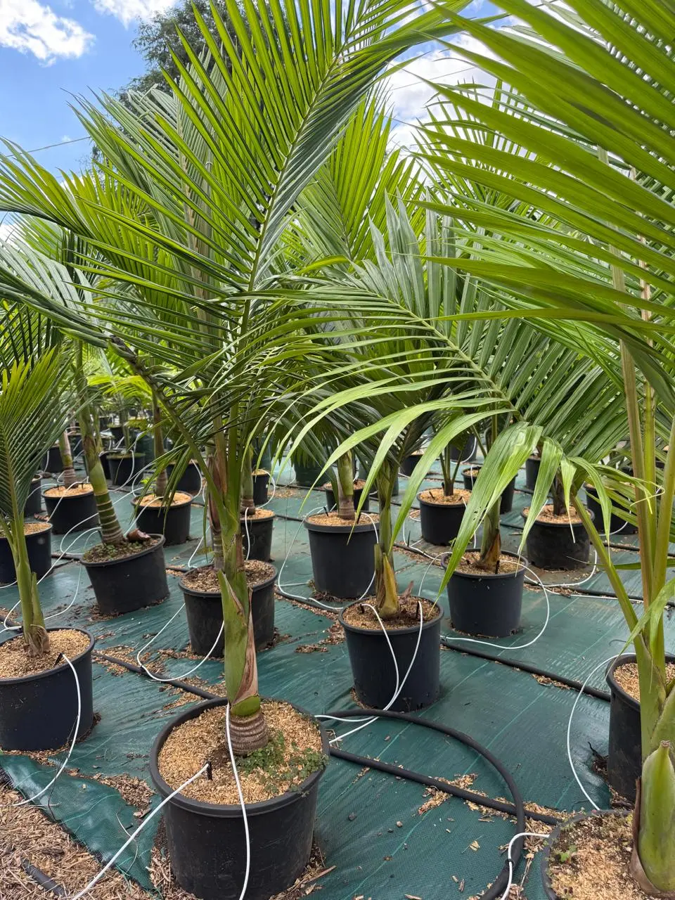 Achetez vos palmiers à La Réunion